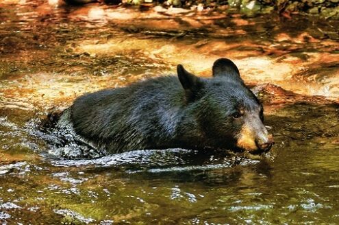 black bear at private creekside wedding venue